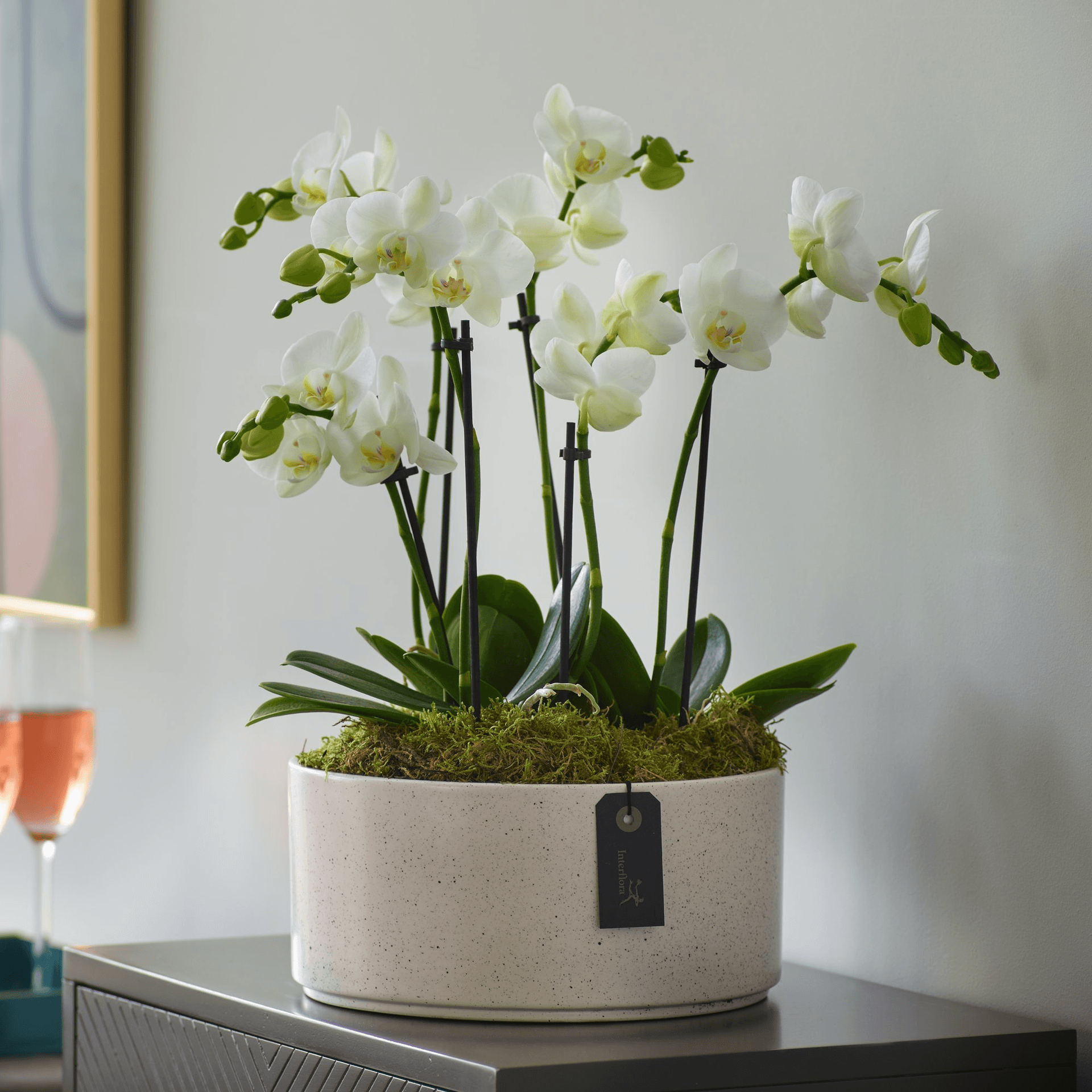 Striking Orchid — Sympathy hand-tied bouquet
