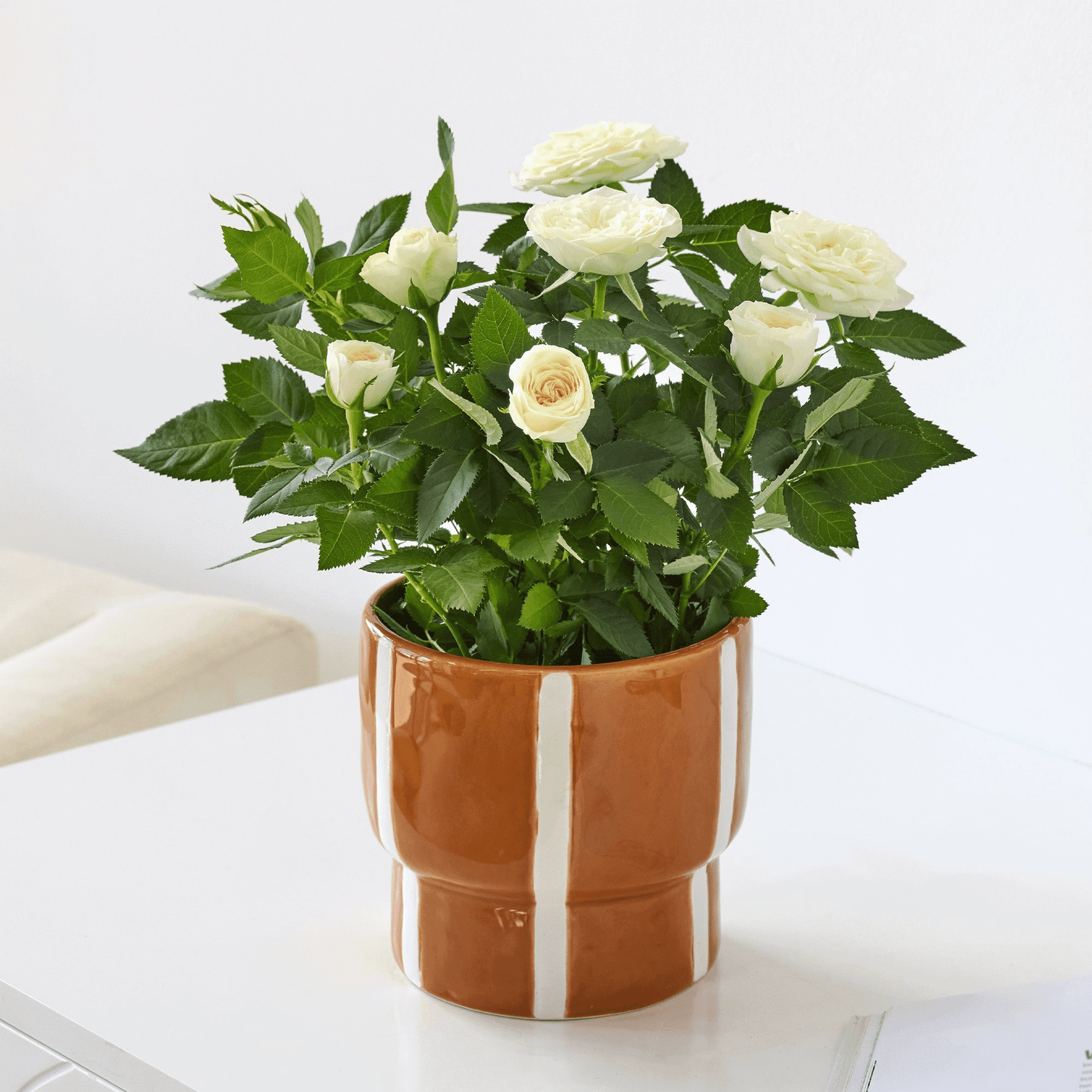 The Sweet White Rose — Roses hand-tied bouquet